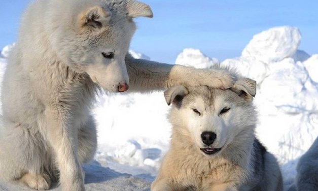 Choisir un husky sibérien